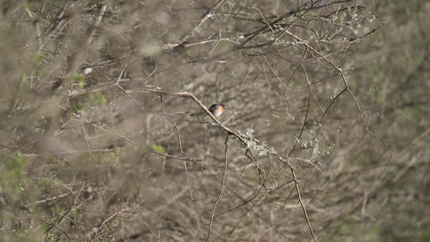 European Robin perched on a Willow branch, turn around and taking flight. Erithacus rubecula, Salix sp, Sologne, Loiret 45, région Centre Val de Loire, France, European Union, Europe