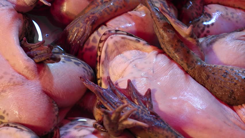 BANGKOK, THAILAND - AUGUST 2024 : View of frogs sold at the local market.