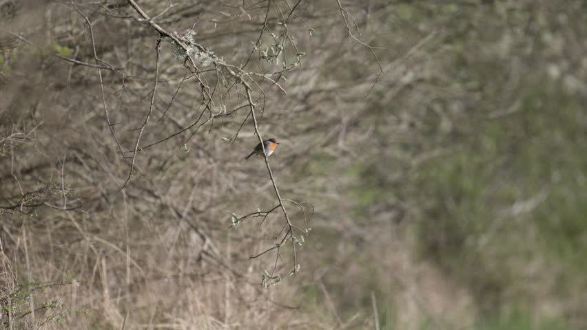 European Robin observing a clearing perched on a Willow branch and taking flight pesued by a congener. Erithacus rubecula, Salix sp, Sologne, Loiret 45, région Centre Val de Loire, France, Europe