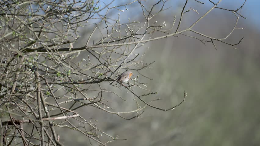 European Robin observing a clearing perched on a Willow branch and taking flight. Erithacus rubecula, Salix sp, Sologne, Loiret 45, région Centre Val de Loire, France, European Union, Europe