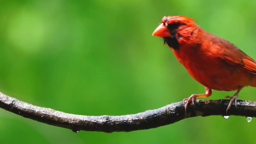 Red male Cardinal during spring Georgia rain.