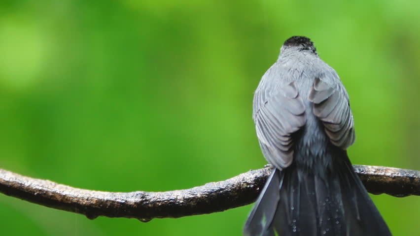Gray Catbird during Georgia spring rain.