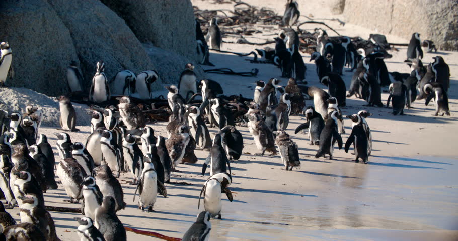 Active group of African penguins gathers around rocky outcrops on a sandy beach at Boulders Beach, South Africa. Wildlife birds colony interaction, movement, and coastal scenery. 4K wide static video
