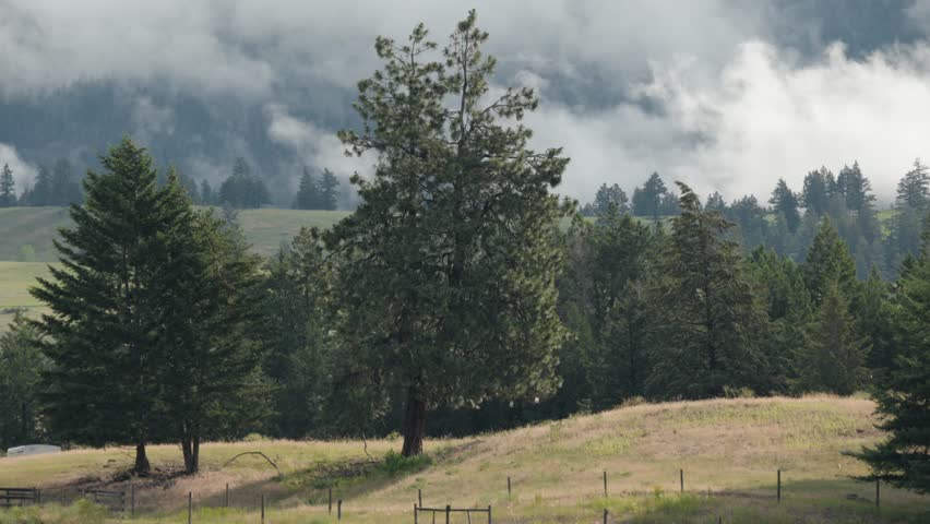 Misty Mountains and Pine Forests in Rural Montana