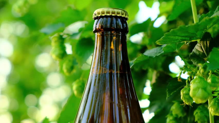 Bottle of beer on green hops background. Oktoberfest symbol.Traditional summer alcoholic drink. Intoxicating refreshing drink.Ingredient for making beer. 