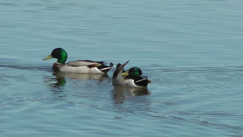 Mallard Ducks Swimming - Doxey Marshes, Staffordshire England (6th May 2013)