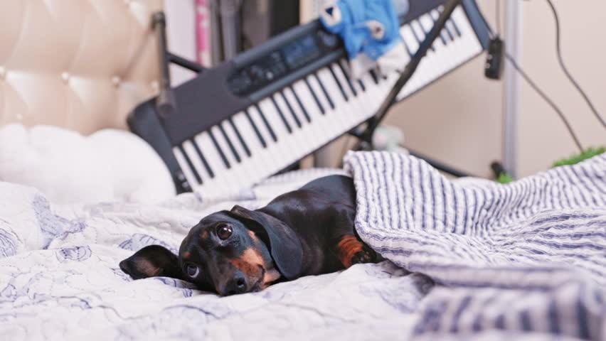 A black and tan dachshund lies under a striped blanket on a bed in front of a digital keyboard and music equipment, appearing sleepy and relaxed in a cozy bedroom thoughtful, waiting for a new idea