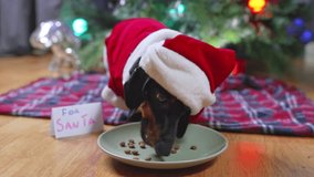 A black dog dachshund dressed in a Santa outfit eats dry food from a plate on a wooden floor beside a sign reading "For Santa" in front of a lit Christmas tree and festive decor - Powered by Shutterstock - Get 15% off with code: PIKWIZARD15