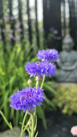 flower, buddha, purple, calm, nature