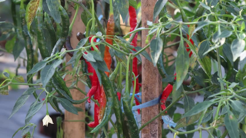 Chili peppers plant in organic garden with traditional system in tropical rural area