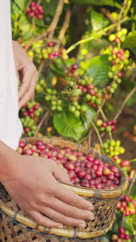 Close-up of coffee farmer hands picking red robusta cherries from plant branch on field, basket full of harvested ripe berries, agriculture