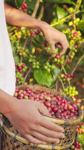 Close-up of coffee farmer hands picking red robusta cherries from plant branch on field, basket full of harvested ripe berries, agriculture