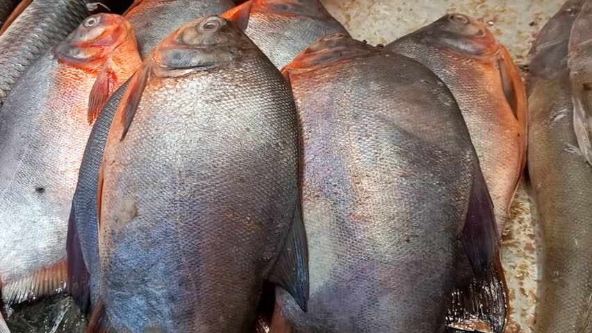 A group of fish is displayed on a counter, showcasing various seafood products. The image features red-bellied piranhas, scientifically known as Pygocentrus nattereri.