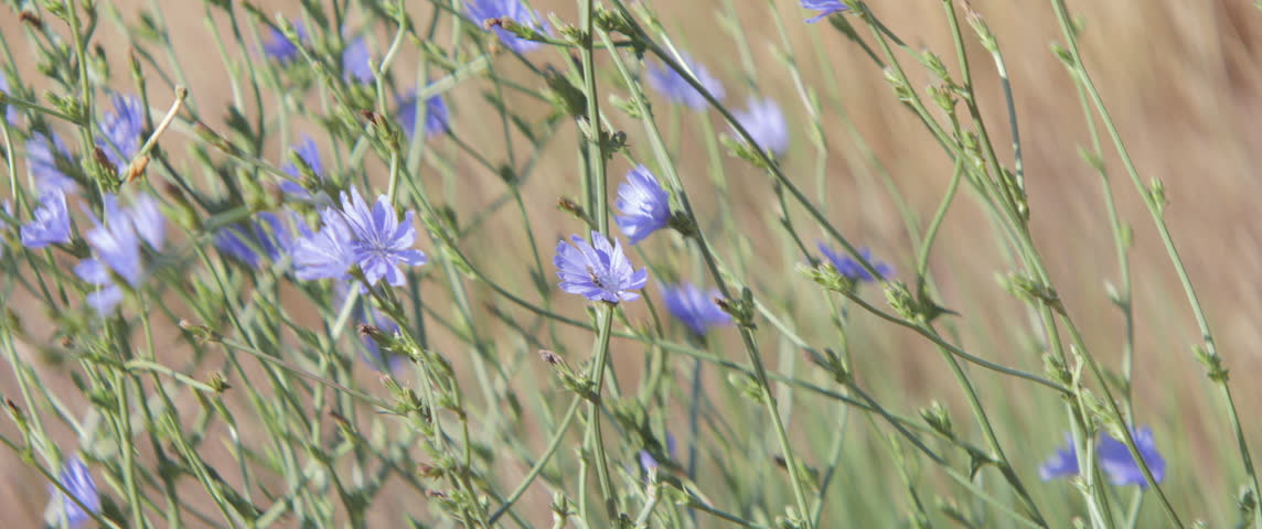 Shallow DOF insects on blue chicory flowers 5.7K anamorphic video