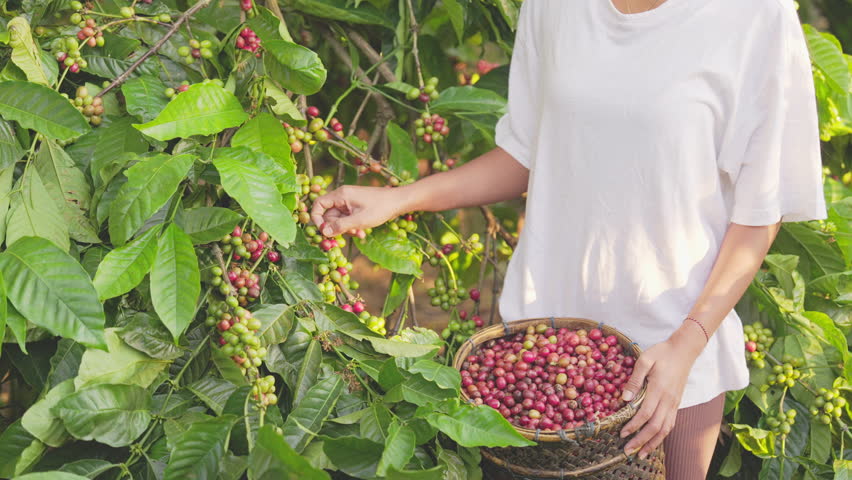 robusta coffee beans harvest, woman farmer hand picking red cherries on plant branch in field, farming and agriculture, green leaves on tree, indonesia