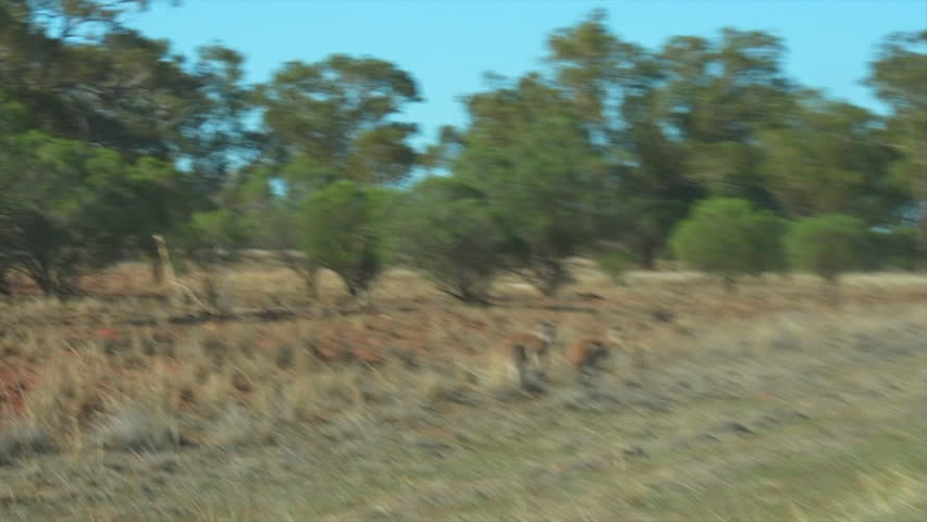 Handheld POV out car window driving past two kangaroos on the side of the road, New South Wales, Australia