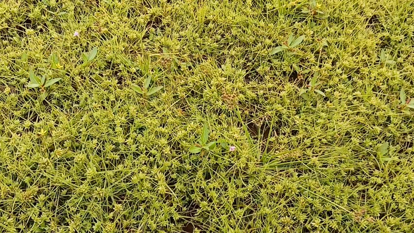Fresh small green leaves Cyperus rotundus or Java grass in the forest area.