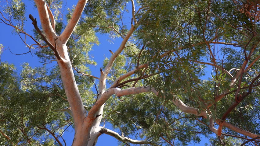 Shot of native Australian tree tops from the ground, Outback NSW