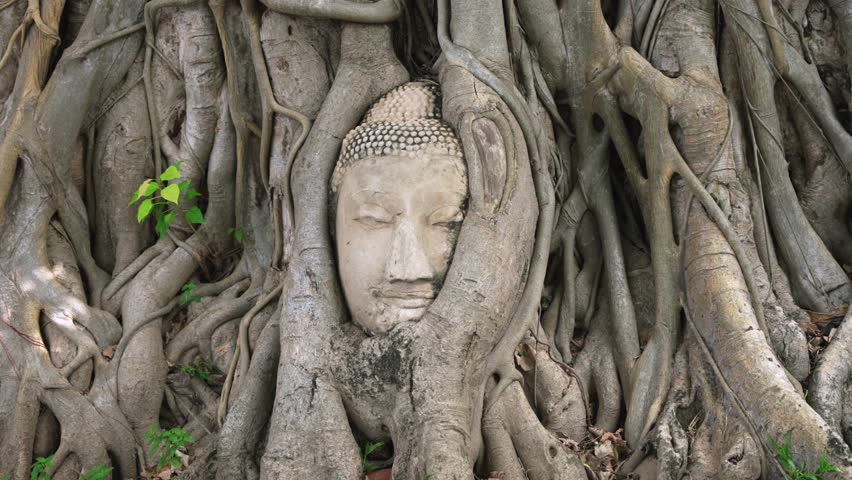 Close up of Famous Buddha Head in Bodhi Tree Roots at Wat Mahathat, Ayutthaya - Iconic Tourist Landmark in Thailand