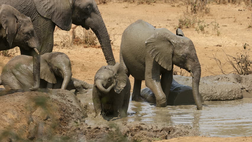 African elephants (Loxodonta africana) playing in a muddy waterhole, Kruger National Park, South Africa
