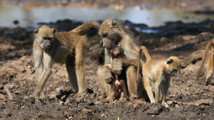 A chacma baboon (Papio ursinus) family in natural habitat, Chobe National Park, Botswana