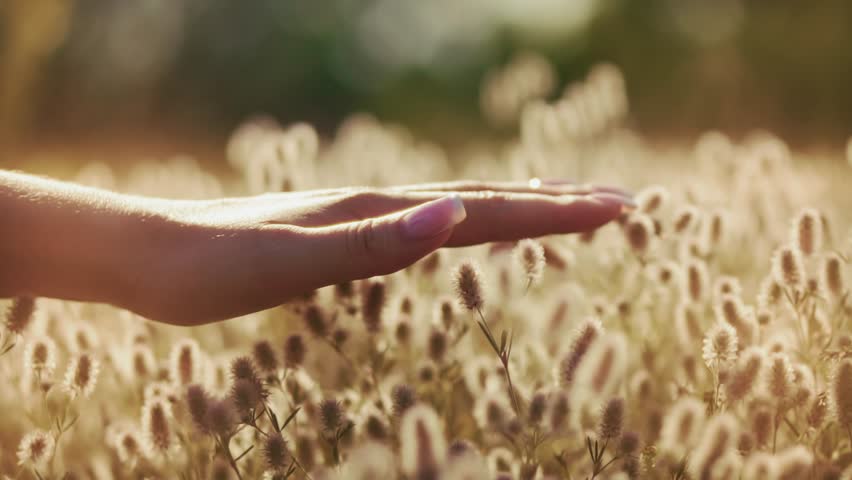woman's hand gently brushing through soft wildflowers in sunlit meadow, harmony with nature and mindfulness. wellness, relaxation, eco-living, slow lifestyle. emotional wellness floral field meadow