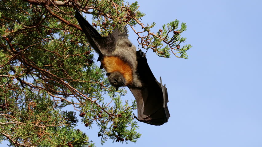 A grey-headed flying fox (Pteropus poliocephalus) hanging in a tree during the day, South Australia