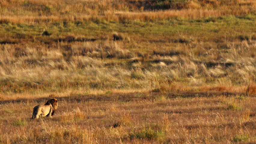 Strong male lion checks his land for rivals under golden evening light