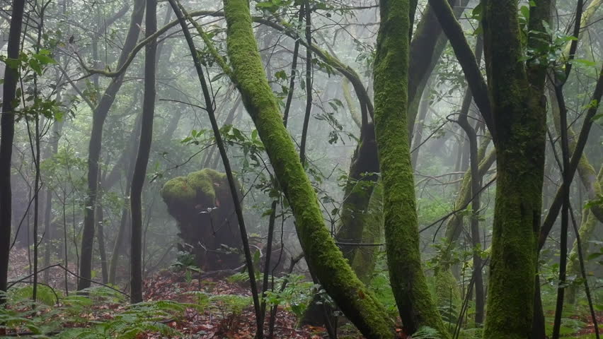 Mossy, mist shrouded trees creating haunting atmospheric landscape within dense Garajonay National Park laurel forest on La Gomera, revealing mystical wilderness environment