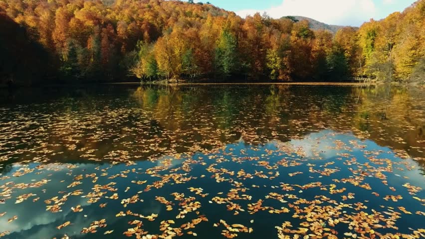 autumn lake drone, colorful leaves water, fall season reflection, peaceful forest pond, cinematic lake view, golden leaf surface, top down fall, nature lake 4k, serene autumn scene, 