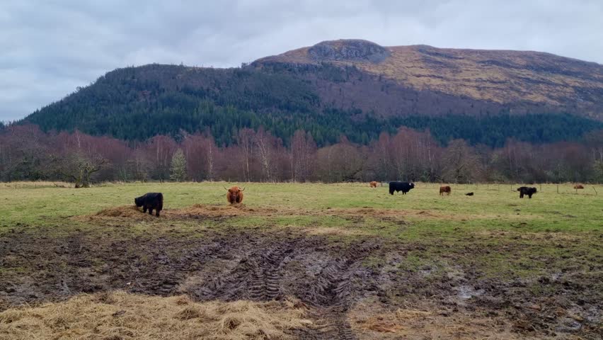 Highland Cattle Grazing in Scenic Mountain Landscape for Nature and Wildlife Photography