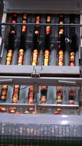 Apples Entering into the High Speed Precision Apple Grading and Sorting Machine. Fresh apples moving through machine washing, brushing, grading and sorting line in fruit processing plant. 