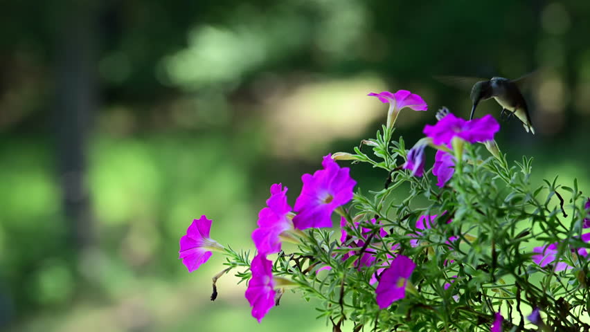 Male Ruby-throated Hummingbird feeding on Petunia flowers in the southern Piedmont, Mt. Gilead, North Carolina, US