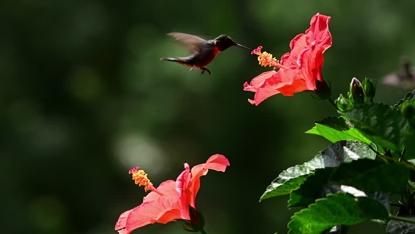Ruby-throated Hummingbird defends his access to Hibiscus flowers, Mt. Gilead, North Carolina.US.
