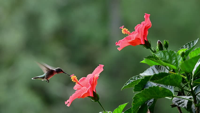 Immature Ruby-throated Hummingbird accessing Hibiscus flowers, Mt. Gilead, North Carolina, US.