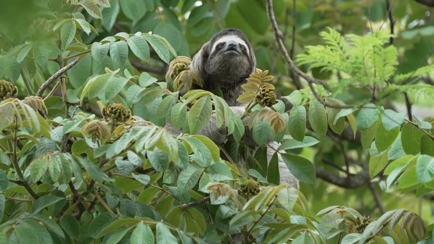 Three Toed Sloth Hanging in Lush Green Tree