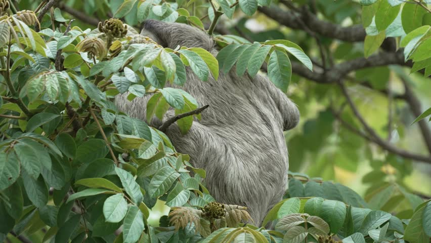 Three Clawed Sloth Moving in Three and Looking at Camera