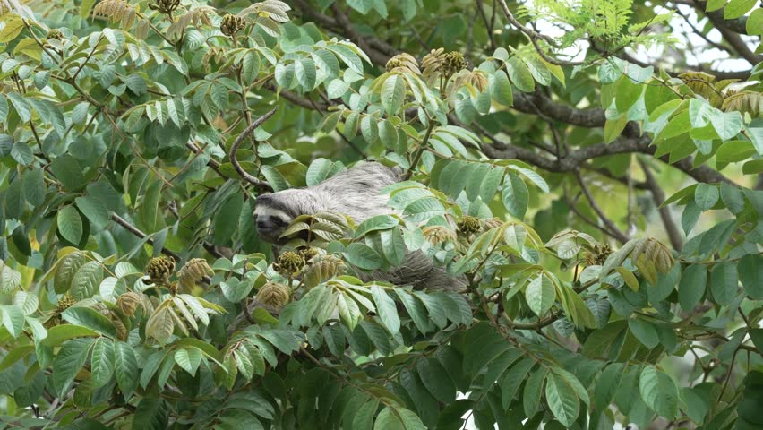 Three Clawed Sloth Moving Through Tree Branches