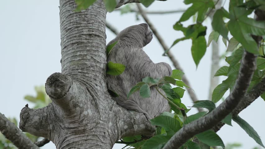 Cute Three Clawed Sloth Sitting in Tree and Stretching Out its Arm