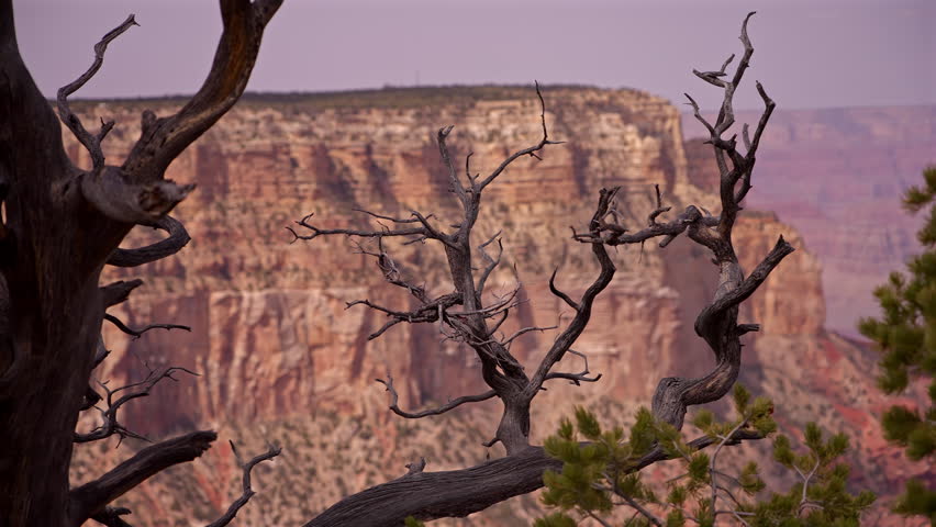 Twisted Juniper Branch Over Grand Canyon Rim