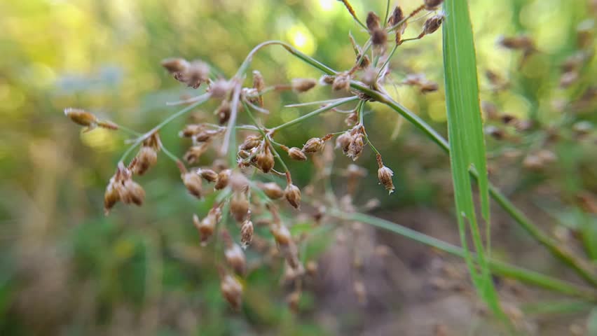 Close-up footage of Fimbristylis miliacea grass swaying gently in the wind, showing delicate seeds and vibrant green background in a natural outdoor setting