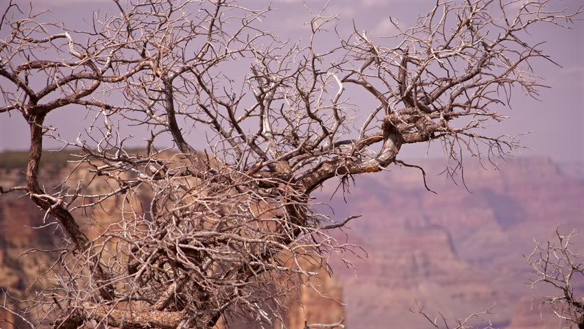  Dry Utah Juniper Branches Grand Canyon Arizona