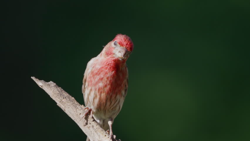 Fledgling Purple Finch perched on a small limb of a fallen Cedar tree, slow motion, in Piedmont, North Carolina, US.