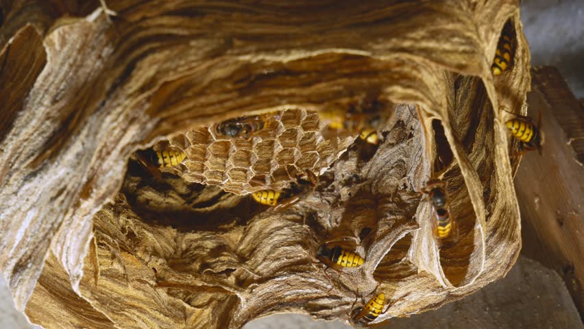 close-up of a hornet building its nest, bottom view. A big hornet