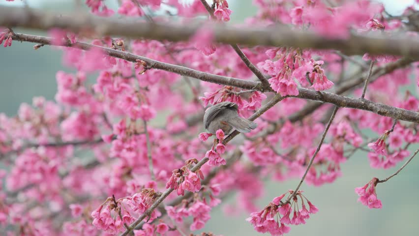 White-headed bulbul bird on a cherry blossoms branch