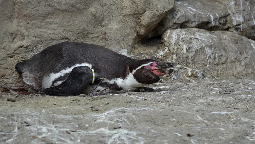 Humboldt penguin, Spheniscus humboldti or Peruvian penguin