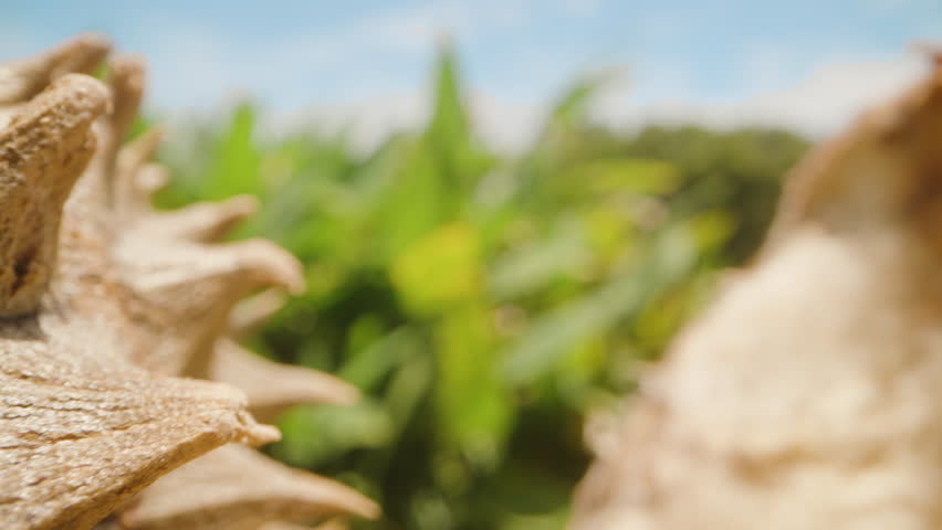 Dolly Slider Close Up of Spiky Rotten Durian Shells Under Bright Sun with Green Leaves and Blue Sky in Background Concept of Tropical Decay and Organic Waste.