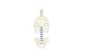 Human axial skeleton is made up of the bones in your head, neck, back and chest.appendicular skeleton is made up of everything else the bones that attach append to your axial skeleton.3d animation - Powered by Shutterstock - Get 15% off with code: PIKWIZARD15