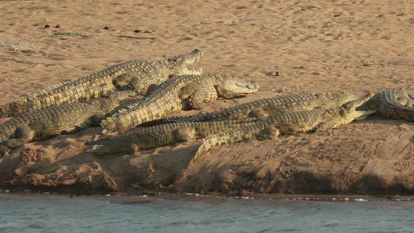 A group of Nile crocodile is lying in the sun in the sand next to the river, Mashatu Game Reserve.