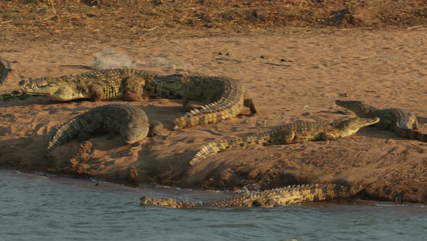 A group of Nile crocodile is running into the water, Mashatu Game Reserve.